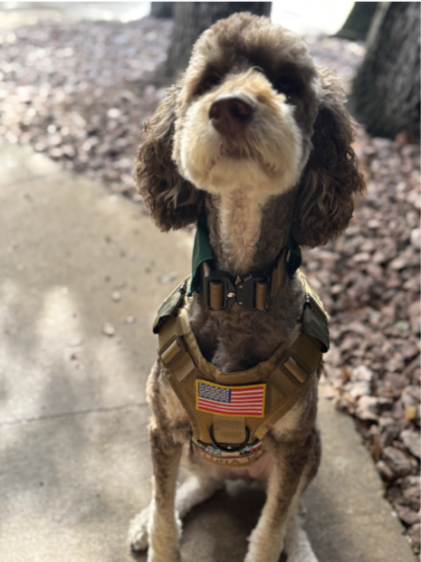 Brown and white dog sitting on a sidewalk wearing a tan service harness with an American flag patch.