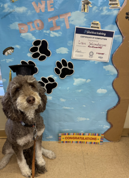 Brown and white dog wearing a graduation cap sitting in front of a certificate of completion display with paw prints and the words 'We Did It'.